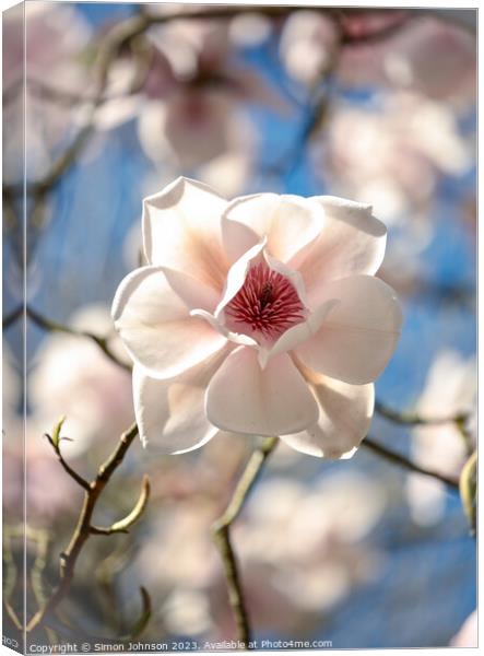 sunlit magnolia flower Canvas Print by Simon Johnson