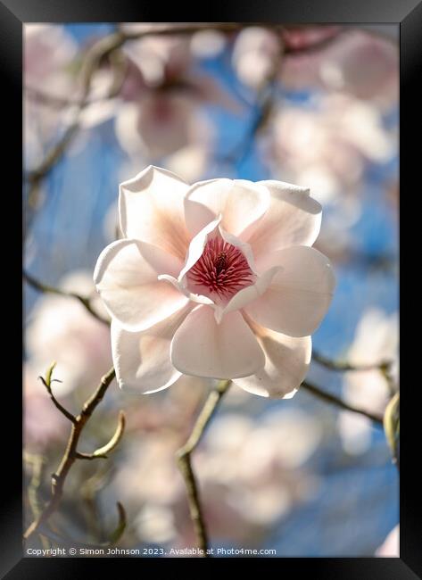sunlit magnolia flower Framed Print by Simon Johnson