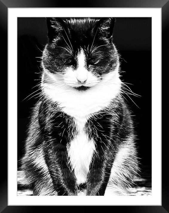 Animal cat Framed Mounted Print by Megan Leaver
