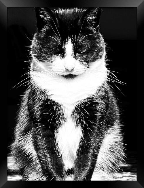 Animal cat Framed Print by Megan Leaver