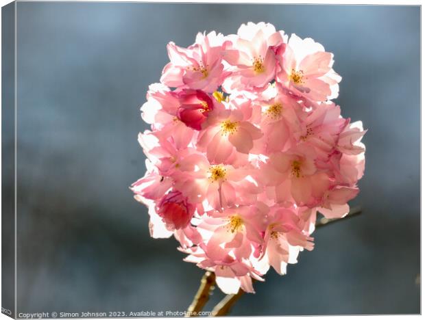 sunlit Cherry blossom Canvas Print by Simon Johnson