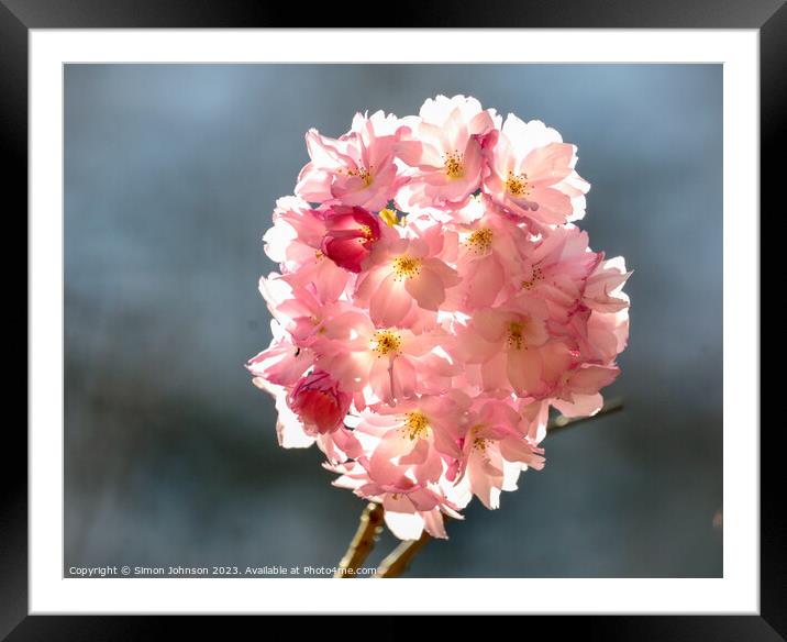 sunlit Cherry blossom Framed Mounted Print by Simon Johnson