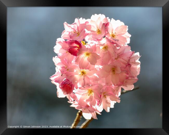 sunlit Cherry blossom Framed Print by Simon Johnson