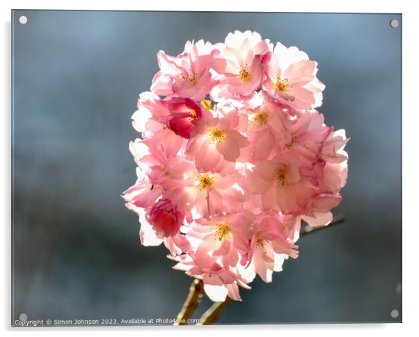 sunlit Cherry blossom Acrylic by Simon Johnson