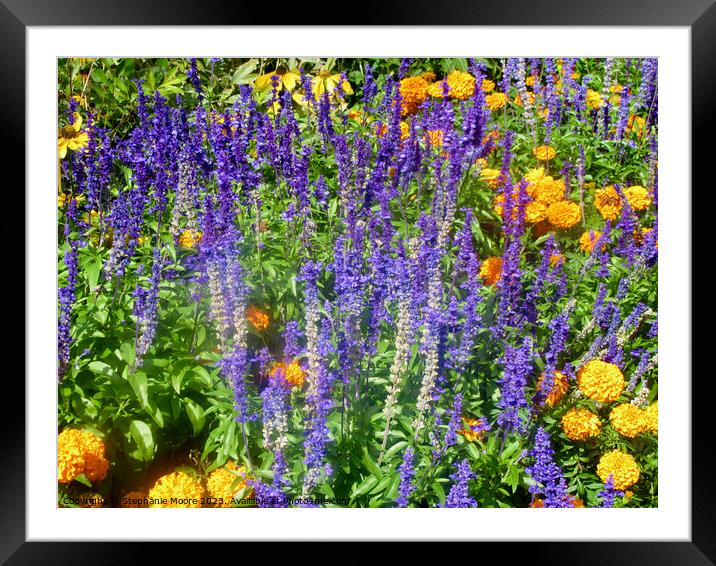 More purple  and yellow flowers Framed Mounted Print by Stephanie Moore