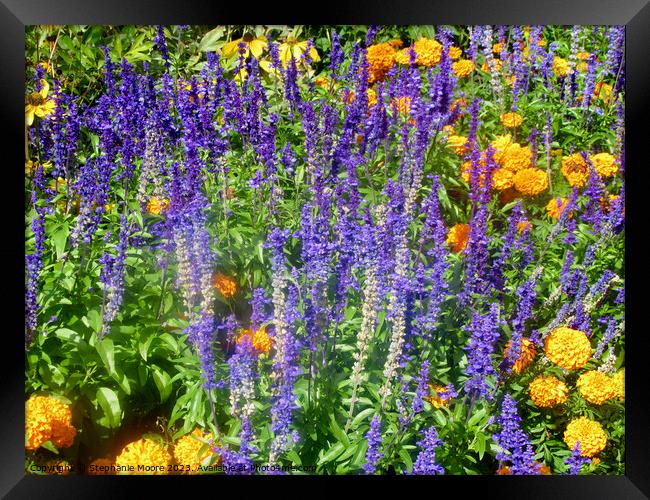 More purple  and yellow flowers Framed Print by Stephanie Moore