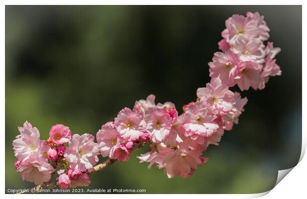 Cherry Blossom Print by Simon Johnson