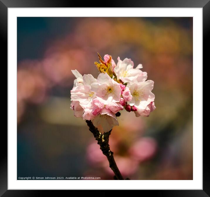 Sunlit Blossom Framed Mounted Print by Simon Johnson