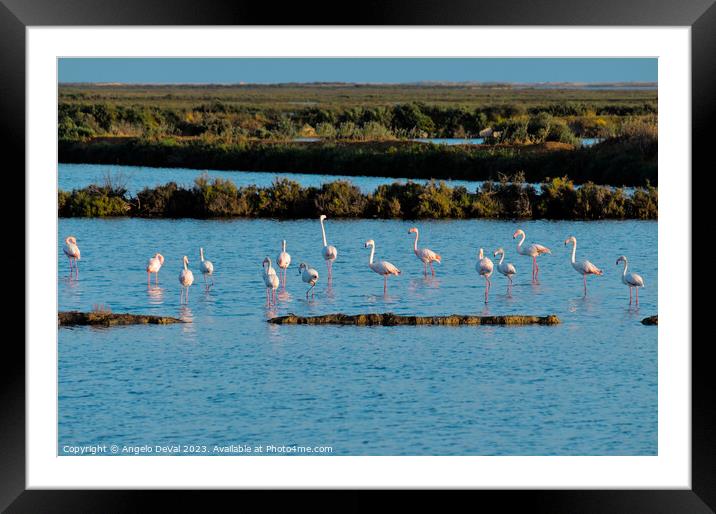 Flamingos of Ria Formosa - Faro Framed Mounted Print by Angelo DeVal