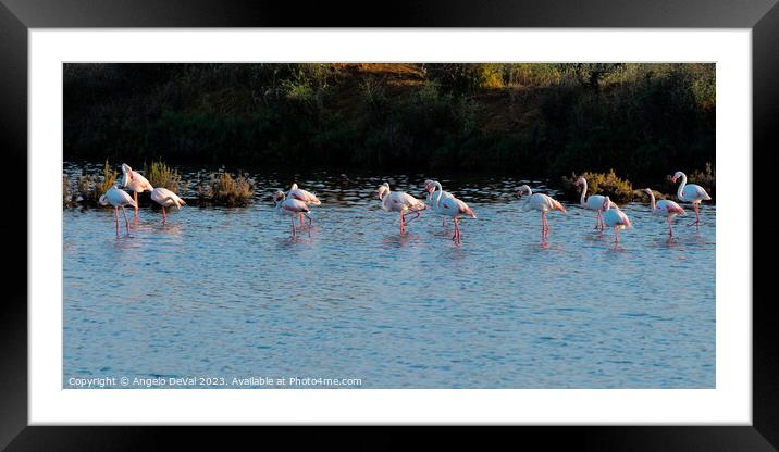 Flamingos Chilling in Ria Formosa - Faro Framed Mounted Print by Angelo DeVal
