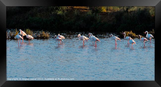 Flamingos Chilling in Ria Formosa - Faro Framed Print by Angelo DeVal