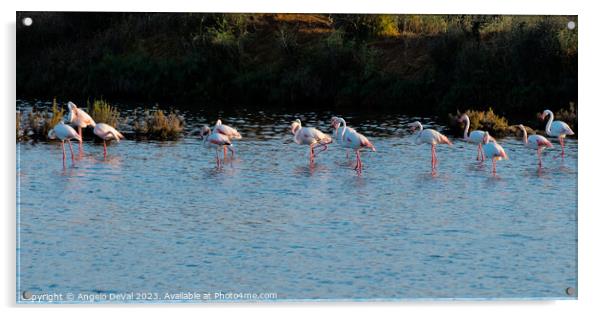 Flamingos Chilling in Ria Formosa - Faro Acrylic by Angelo DeVal