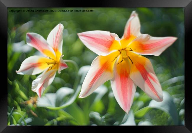 Sunlit Tulips Framed Print by Alison Chambers