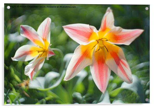 Sunlit Tulips Acrylic by Alison Chambers