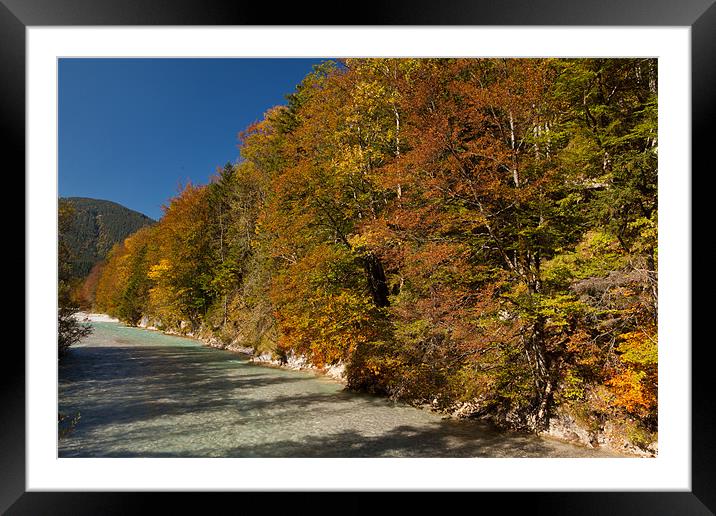 Fall colors in the alps Framed Mounted Print by Thomas Schaeffer