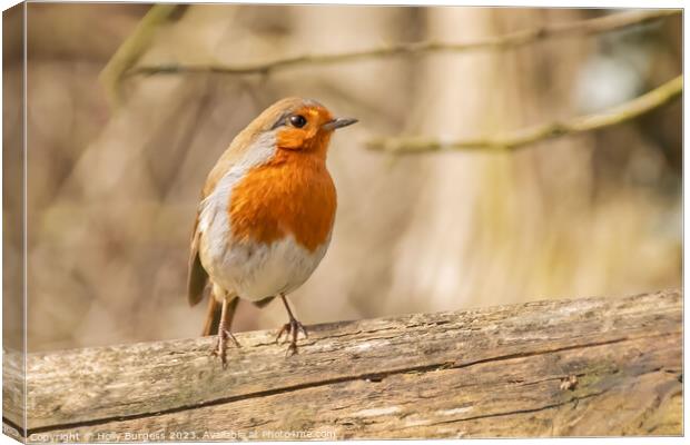 'Radiant Red Robin: A British Favourite' Canvas Print by Holly Burgess