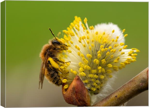 Honey Bee covered in pollen  Canvas Print by Martyn Large