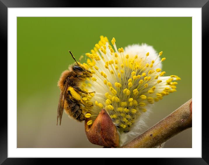 Honey Bee covered in pollen  Framed Mounted Print by Martyn Large