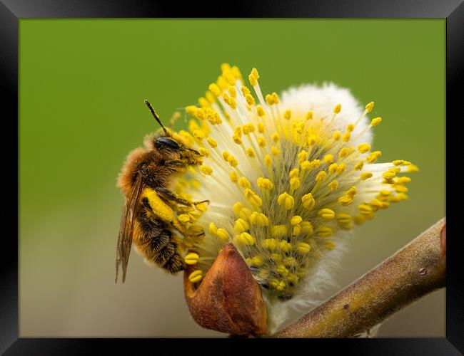 Honey Bee covered in pollen  Framed Print by Martyn Large