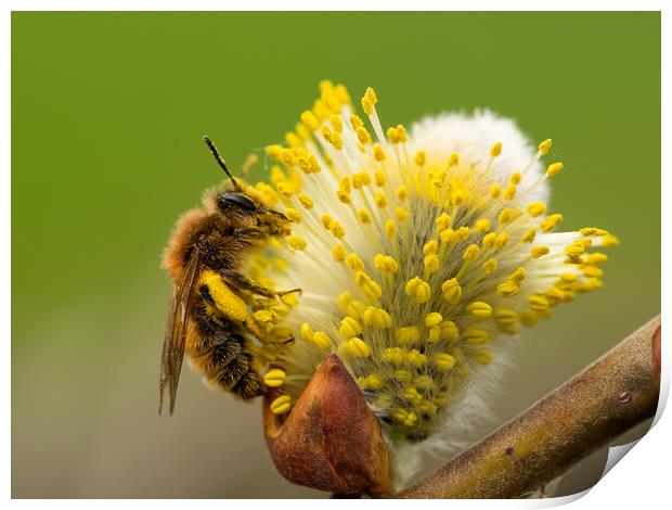 Honey Bee covered in pollen  Print by Martyn Large