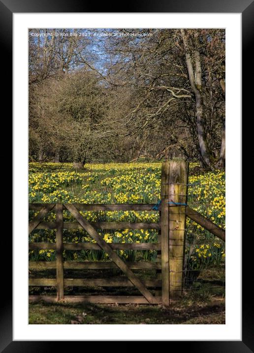 Daffodil Wonderland Framed Mounted Print by Ron Ella