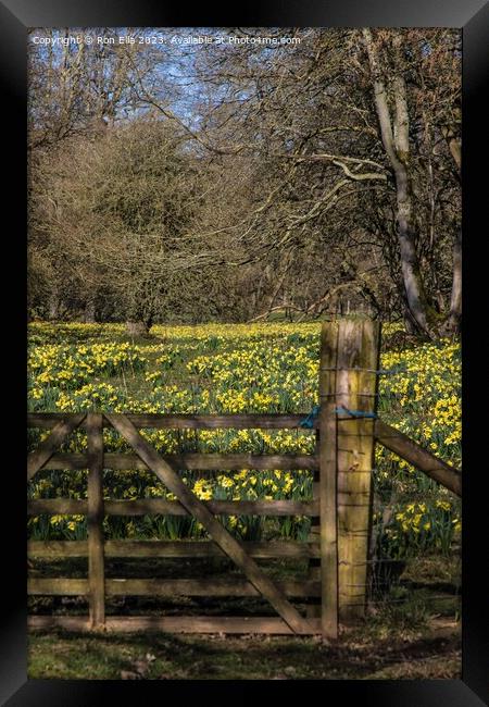 Daffodil Wonderland Framed Print by Ron Ella