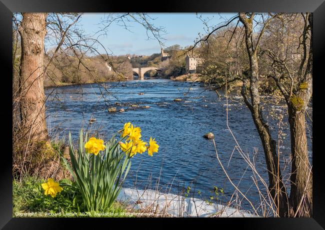 County Bridge and River Tees at Barnard Castle in Spring Framed Print by Richard Laidler