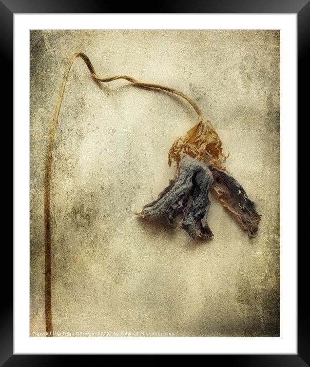 Dried Flower Framed Mounted Print by Peter Paterson