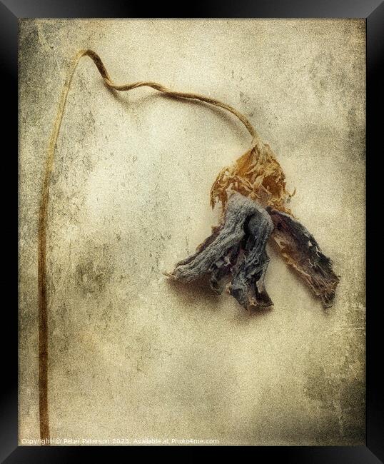 Dried Flower Framed Print by Peter Paterson