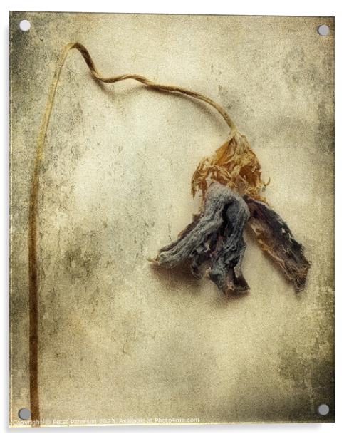 Dried Flower Acrylic by Peter Paterson
