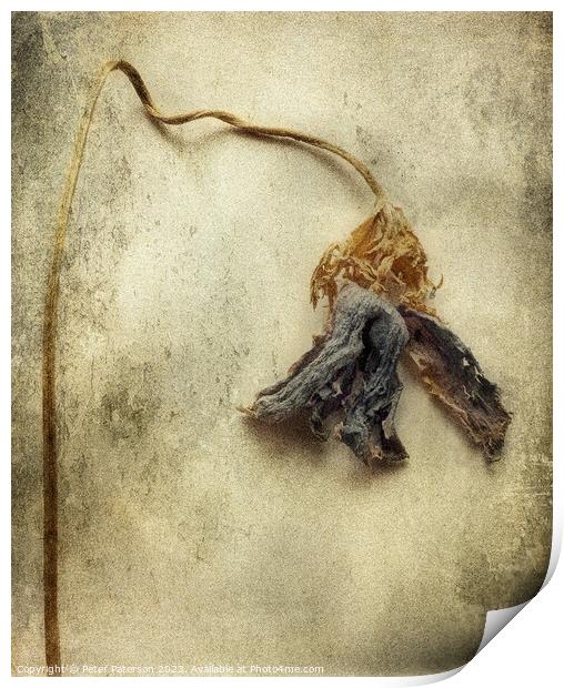 Dried Flower Print by Peter Paterson