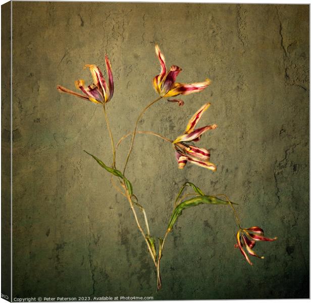 Tulips Canvas Print by Peter Paterson
