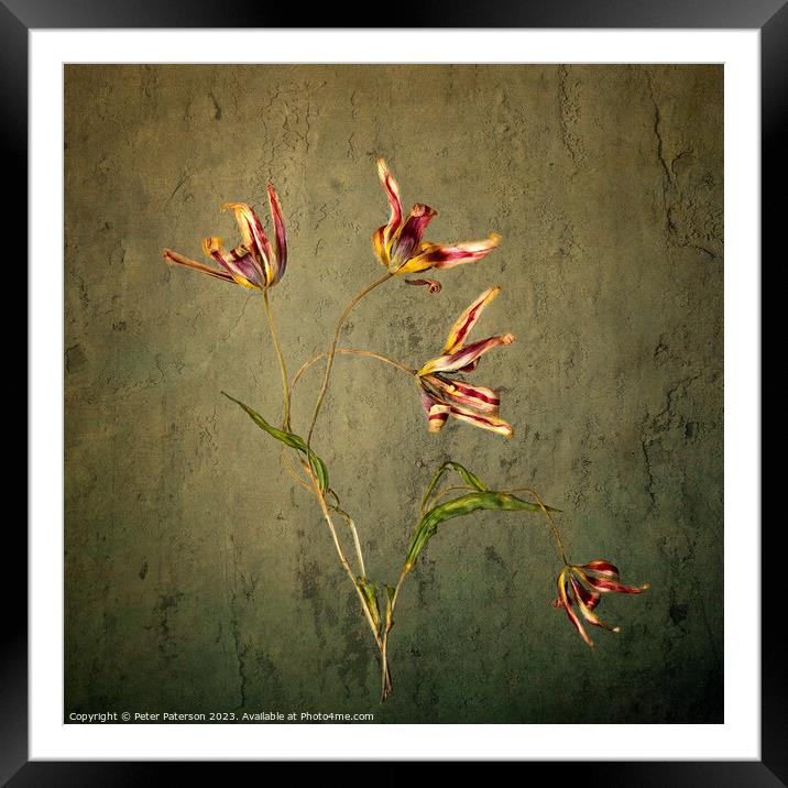 Tulips Framed Mounted Print by Peter Paterson