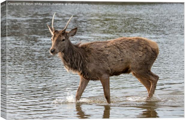 Deer getting wet in local pond Canvas Print by Kevin White