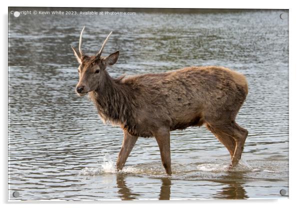 Deer getting wet in local pond Acrylic by Kevin White