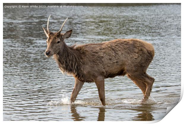 Deer getting wet in local pond Print by Kevin White