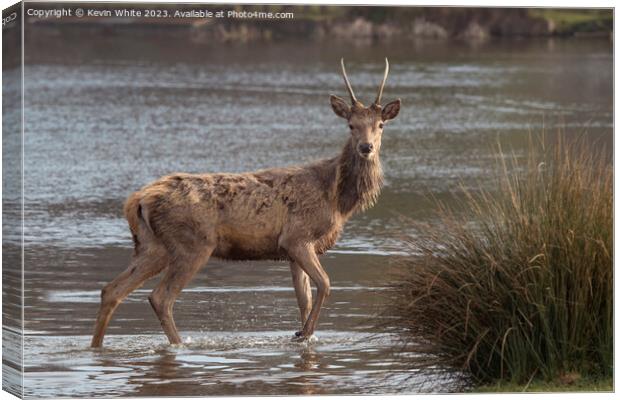 Young stag crossing water looking for a mate Canvas Print by Kevin White