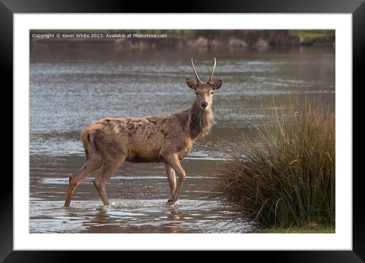 Young stag crossing water looking for a mate Framed Mounted Print by Kevin White
