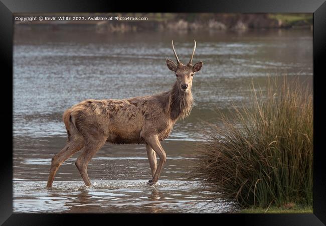 Young stag crossing water looking for a mate Framed Print by Kevin White