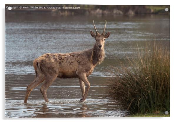 Young stag crossing water looking for a mate Acrylic by Kevin White