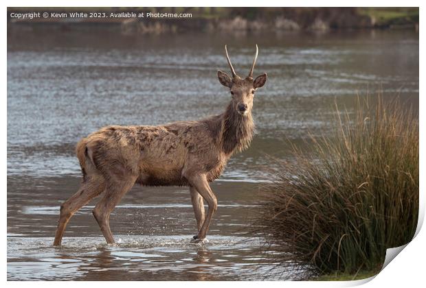 Young stag crossing water looking for a mate Print by Kevin White