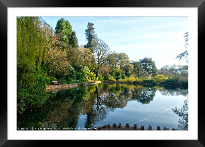 Early morning reflections at Cockington Lakes Framed Mounted Print by Rosie Spooner