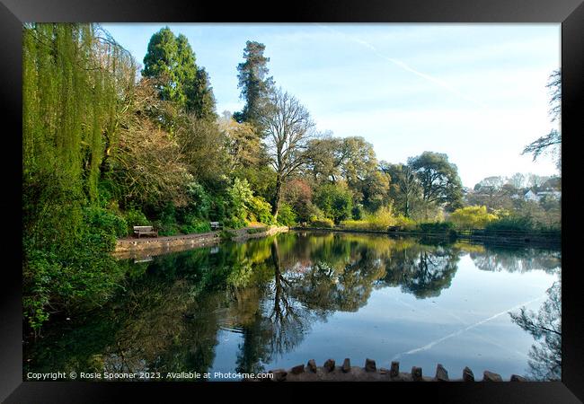 Early morning reflections at Cockington Lakes Framed Print by Rosie Spooner