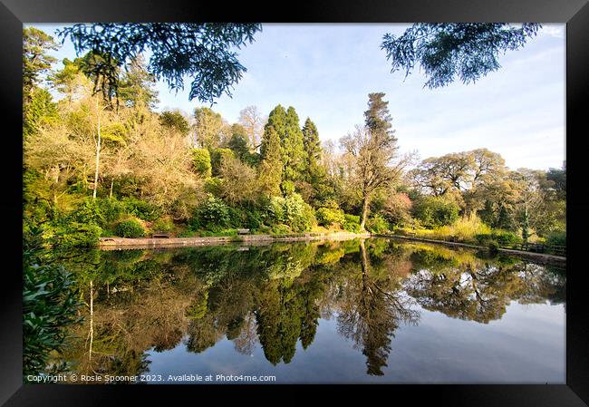 Reflections at Cockington Framed Print by Rosie Spooner
