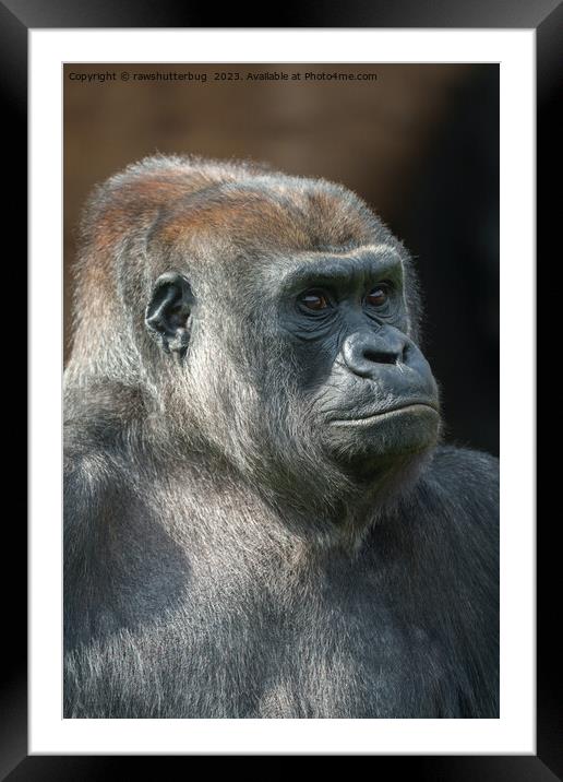 Gorilla Ozala Framed Mounted Print by rawshutterbug 