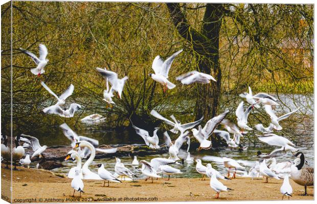 Feeding Time at Daventry Country Park Canvas Print by Anthony Moore