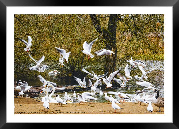 Feeding Time at Daventry Country Park Framed Mounted Print by Anthony Moore