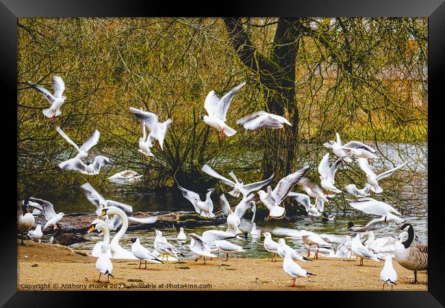 Feeding Time at Daventry Country Park Framed Print by Anthony Moore