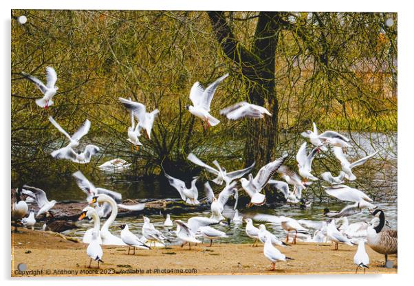 Feeding Time at Daventry Country Park Acrylic by Anthony Moore