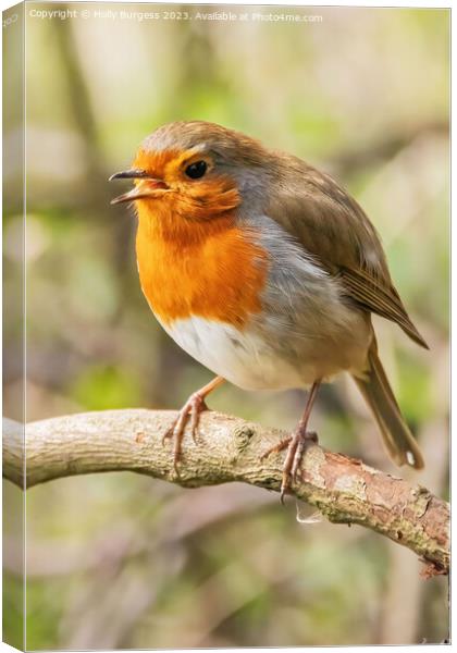Serenade of the Vibrant Redbreast Canvas Print by Holly Burgess